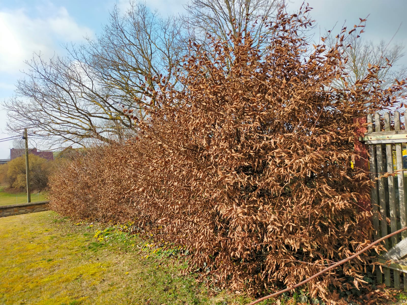 Bild einer ungeschnittenen Hecke Friedhof Vippachedelhausen Februar 2025